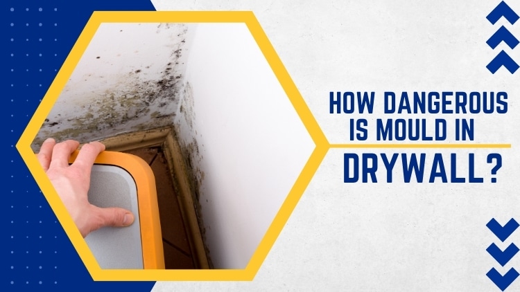 How Dangerous Is Mould In Your Drywall_ Our Handyman Connection Red Deer Experts Weight In